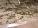 Mold